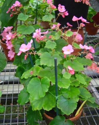 B. ‘Gloire de Lorraine’